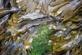 Wet green seaweed at the beach Royalty Free Stock Photo