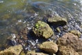 wet green seaweed on rocks on shore with water Royalty Free Stock Photo