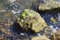 wet green seaweed on rocks on shore with water Royalty Free Stock Photo