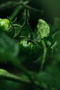 wet green tomato growing closeup Royalty Free Stock Photo