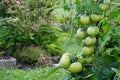 Wet green tomatoes growing in a garden. Royalty Free Stock Photo