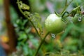 Wet green unripe tomato hangs on a branch after rain or watering in home garden Royalty Free Stock Photo