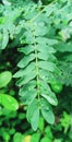 wet greeny leafs by the rain water Royalty Free Stock Photo