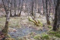 Wet ground and moss in a Silver Birch woodland Royalty Free Stock Photo