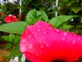 Wet gumamela petal after the rain Royalty Free Stock Photo