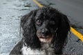 Wet harlequin poodle dog in the rain Royalty Free Stock Photo