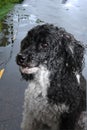 Wet harlequin poodle dog in the rain Royalty Free Stock Photo