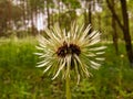 Wet hat of ripened dandelion after summer rain. Royalty Free Stock Photo