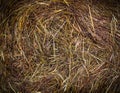 Wet hay texture at rainy day. vignette, background, agricultural. Royalty Free Stock Photo