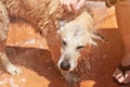 Wet head of brown dog Royalty Free Stock Photo