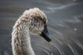 The wet head of a cygnet Royalty Free Stock Photo