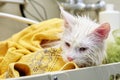 Wet head of a Maine Coon cat close-up Royalty Free Stock Photo