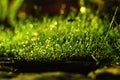 Wet highlighted grass in the night with drops of dew Royalty Free Stock Photo