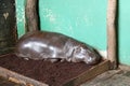 Wet Hippopotamus sleeping on the ground in a zoo cage Royalty Free Stock Photo