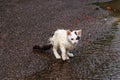 Wet homeless sad kitten on street after a rain. Concept of protecting homeless animals Royalty Free Stock Photo