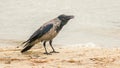 wet hooded crow stands on the shore of the lake after swimming