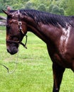Wet horse after Bath