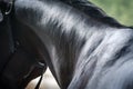 Wet horse neck being washed with hose in summer in stable. Royalty Free Stock Photo