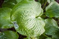 Wet Hosta green leaves in garden with water Royalty Free Stock Photo