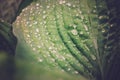 Wet hosta leaf close up after rain