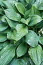 Wet hosta leaves and flowers in the rain vertical shot