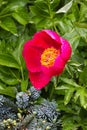 Wet hot pink peony`s with yellow stamen centers and leaves Royalty Free Stock Photo