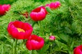 Wet hot pink peony`s with yellow stamen centers and leaves Royalty Free Stock Photo