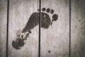 Wet human footprints on dark wooden plank floor. Walk from beach to hotel or home. Abstract backgrounds and wallpapers. Royalty Free Stock Photo