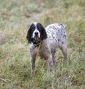 Wet hunting dog Royalty Free Stock Photo