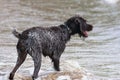 Wet hunting dog on the river Royalty Free Stock Photo