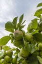 Wet immature almost ripe green-red apples at apple tree after ra Royalty Free Stock Photo
