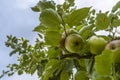 Wet immature almost ripe green-red apples at apple tree after ra Royalty Free Stock Photo