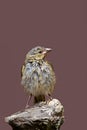 Wet Immature Southern Masked-Weaver