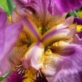 Wet iris #closeup on sunny day Royalty Free Stock Photo