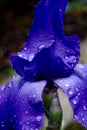 Wet Iris I Royalty Free Stock Photo