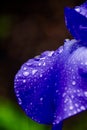 Wet Iris II Royalty Free Stock Photo