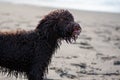 Wet Irish Water Spaniel with her tongue out on the sand beach at daylight Royalty Free Stock Photo