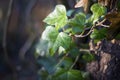 Wet Ivy leaf growing on a tree