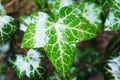 Wet green Ivy Leaves in the Garden after Rain in the Sun Royalty Free Stock Photo