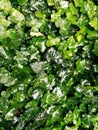 Wet Ivy leaves after the rain. Close-up of wet leaves. rain drops on ivy. nature, season and environment concept Royalty Free Stock Photo