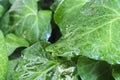 Wet ivy leaves, after rain. Natural green background Royalty Free Stock Photo