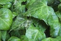 Wet ivy leaves, after rain. Natural green background Royalty Free Stock Photo