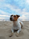 Wet Jack Russell dog on the beach Royalty Free Stock Photo