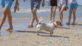 Wet jack russell terrier looking for his owner on the beach, get lost, rest, horizontal format Royalty Free Stock Photo