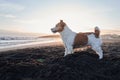 A wet Jack Russell Terrier stands alert on a sandy beach