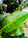 Wet jackfruit trees leaf