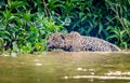 A wet jaguar slinks slowly through the water stalking a prey Royalty Free Stock Photo