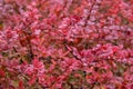 Wet Japanese barberry, also called Thunberg`s barberry, red barb