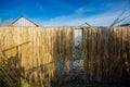 Wet jute fibers have been hung for drying