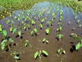 Wet Kalo Taro Field on Windward Oahu